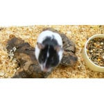 Hamster Panda de Jardinerie Bordeaux Libourne Gironde dans Nos conseils