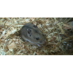Hamster Chinois de Jardinerie Bordeaux Libourne Gironde dans Les Hamsters