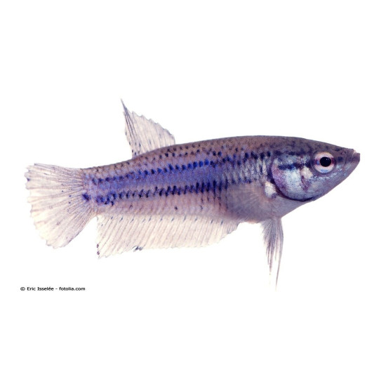 Femelle Combattant de Jardinerie Bordeaux Libourne Gironde dans Poissons d'Asie