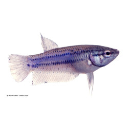 Femelle Combattant de Jardinerie Bordeaux Libourne Gironde dans Poissons d'Asie