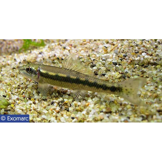 Gyrino de Jardinerie Bordeaux Libourne Gironde dans Poissons d'Asie