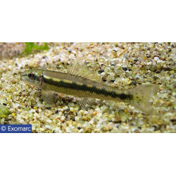 Gyrino de Jardinerie Bordeaux Libourne Gironde dans Poissons d'Asie