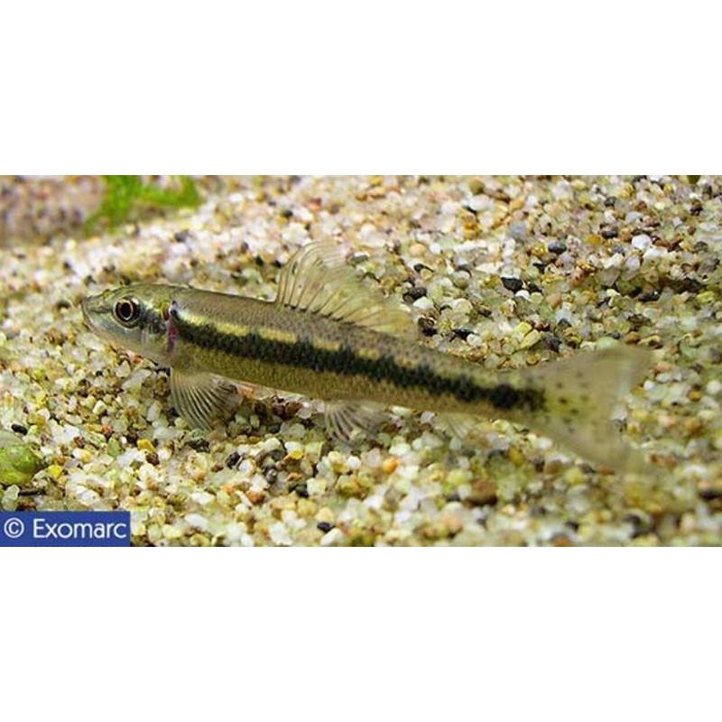 Gyrino de Jardinerie Bordeaux Libourne Gironde dans Poissons d'Asie