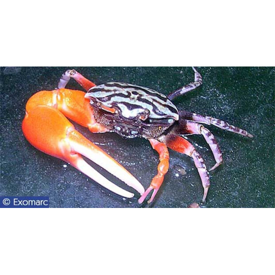 Crabe violoniste de Jardinerie Bordeaux Libourne Gironde dans Nos conseils