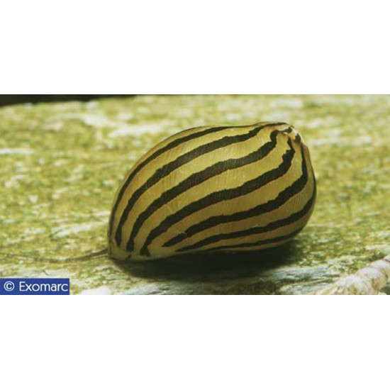 Escargot tigre de Jardinerie Bordeaux Libourne Gironde dans Nos conseils