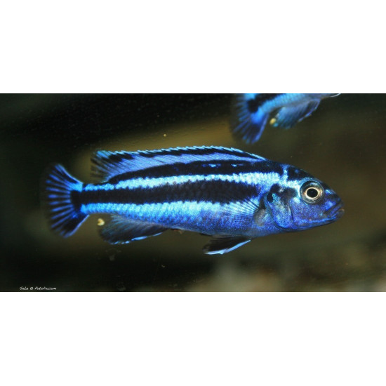Melanochromis bleu de Jardinerie Bordeaux Libourne Gironde dans Nos conseils