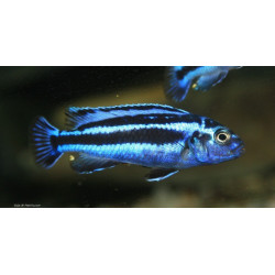 Melanochromis bleu de Jardinerie Bordeaux Libourne Gironde dans Nos conseils