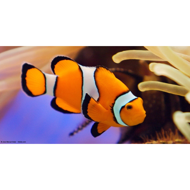 Amphiprion ocellaris de Jardinerie Bordeaux Libourne Gironde dans Poissons d'Asie