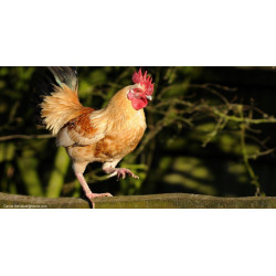 Accessoires pour oiseaux de basse-cour de Jardinerie Bordeaux Libourne Gironde dans Nos conseils