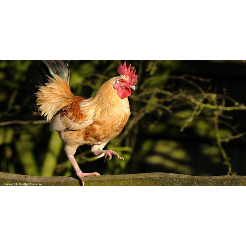 Accessoires pour oiseaux de basse-cour de Jardinerie Bordeaux Libourne Gironde dans Nos conseils