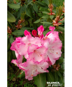 Rhododendron hybride Lems monarch 65cm de Plantes Silence ça pousse dans Plantes à petits fruits (kiwi, myrtilles, groseilles...