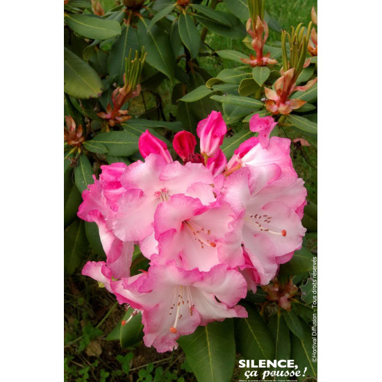 Rhododendron hybride Lems monarch 65cm de Plantes Silence ça pousse dans Plantes à petits fruits (kiwi, myrtilles, groseilles...