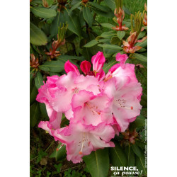 Rhododendron hybride Lems monarch 65cm de Plantes Silence ça pousse dans Plantes à petits fruits (kiwi, myrtilles, groseilles...