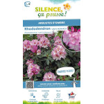 Rhododendron hybride Lems monarch 65cm de Plantes Silence ça pousse dans Plantes à petits fruits (kiwi, myrtilles, groseilles...