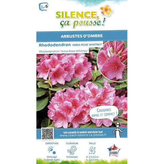 Rhododendron hybride Anna Rose Whitney 65cm de Plantes Silence ça pousse dans Plantes à petits fruits (kiwi, myrtilles, grose...