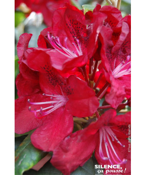 Rhododendron Mosers Maroon 80cm de Plantes Silence ça pousse dans Plantes à petits fruits (kiwi, myrtilles, groseilles, cassi...