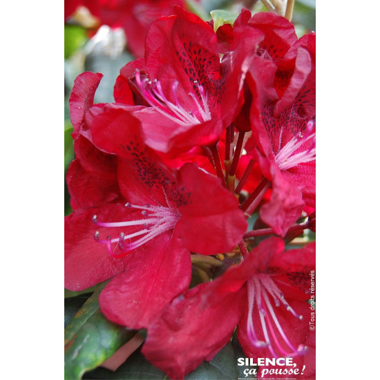 Rhododendron Mosers Maroon 80cm de Plantes Silence ça pousse dans Plantes à petits fruits (kiwi, myrtilles, groseilles, cassi...