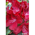 Rhododendron Mosers Maroon 80cm de Plantes Silence ça pousse dans Plantes à petits fruits (kiwi, myrtilles, groseilles, cassi...