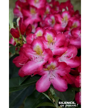 Rhododendron hybride Junifeuer 80cm de Plantes Silence ça pousse dans Plantes à petits fruits (kiwi, myrtilles, groseilles, c...