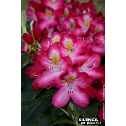 Rhododendron hybride Junifeuer 80cm de Plantes Silence ça pousse dans Plantes à petits fruits (kiwi, myrtilles, groseilles, c...