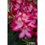 Rhododendron hybride Junifeuer 80cm de Plantes Silence ça pousse dans Plantes à petits fruits (kiwi, myrtilles, groseilles, c...