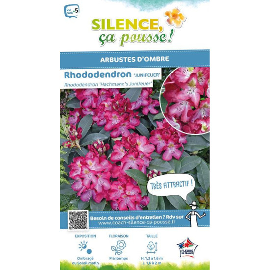Rhododendron hybride Junifeuer 80cm de Plantes Silence ça pousse dans Plantes à petits fruits (kiwi, myrtilles, groseilles, c...