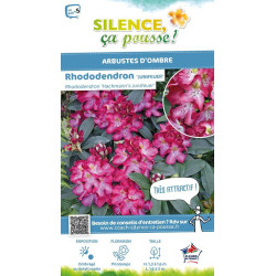 Rhododendron hybride Junifeuer 80cm de Plantes Silence ça pousse dans Plantes à petits fruits (kiwi, myrtilles, groseilles, c...