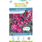 Rhododendron hybride Junifeuer 80cm de Plantes Silence ça pousse dans Plantes à petits fruits (kiwi, myrtilles, groseilles, c...
