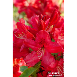 Rhododendron hybride Hugh Koster 65cm de Plantes Silence ça pousse dans Plantes à petits fruits (kiwi, myrtilles, groseilles,...