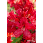 Rhododendron hybride Hugh Koster 65cm de Plantes Silence ça pousse dans Plantes à petits fruits (kiwi, myrtilles, groseilles,...