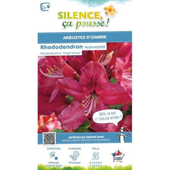Rhododendron hybride Hugh Koster 65cm de Plantes Silence ça pousse dans Plantes à petits fruits (kiwi, myrtilles, groseilles,...