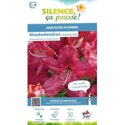 Rhododendron hybride Hugh Koster 65cm de Plantes Silence ça pousse dans Plantes à petits fruits (kiwi, myrtilles, groseilles,...