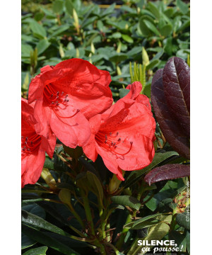 Rhododendron Elizabeth Red Foliage 65cm de Plantes Silence ça pousse dans Plantes à petits fruits (kiwi, myrtilles, groseille...