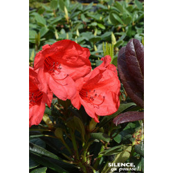 Rhododendron Elizabeth Red Foliage 65cm de Plantes Silence ça pousse dans Plantes à petits fruits (kiwi, myrtilles, groseille...