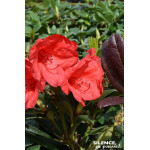 Rhododendron Elizabeth Red Foliage 65cm de Plantes Silence ça pousse dans Plantes à petits fruits (kiwi, myrtilles, groseille...