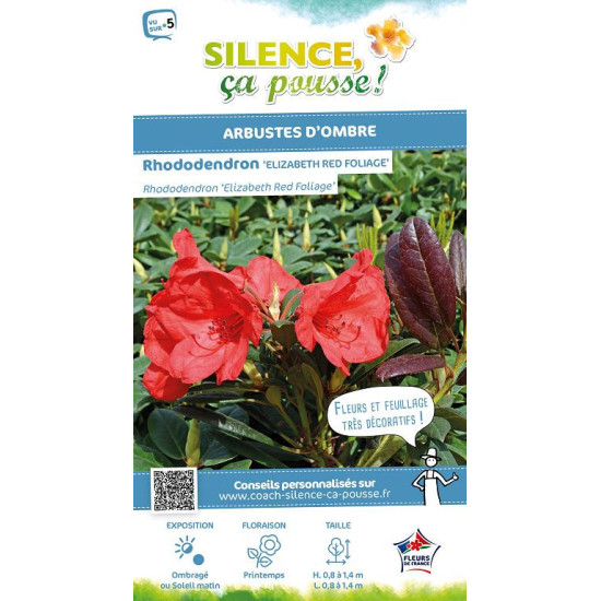 Rhododendron Elizabeth Red Foliage 65cm de Plantes Silence ça pousse dans Plantes à petits fruits (kiwi, myrtilles, groseille...