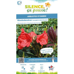 Rhododendron Elizabeth Red Foliage 65cm de Plantes Silence ça pousse dans Plantes à petits fruits (kiwi, myrtilles, groseille...