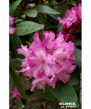 Rhododendron de Yakushima Blurettia 80cm de Plantes Silence ça pousse dans Plantes à petits fruits (kiwi, myrtilles, groseill...