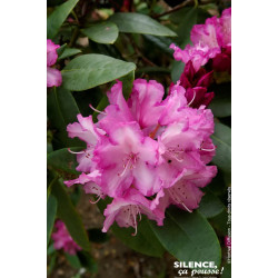 Rhododendron de Yakushima Blurettia 80cm de Plantes Silence ça pousse dans Plantes à petits fruits (kiwi, myrtilles, groseill...