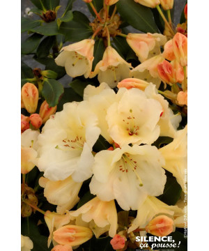Rhododendron hybride Horizon Monarch 65cm de Plantes Silence ça pousse dans Plantes à petits fruits (kiwi, myrtilles, groseil...