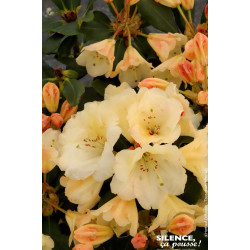 Rhododendron hybride Horizon Monarch 65cm de Plantes Silence ça pousse dans Plantes à petits fruits (kiwi, myrtilles, groseil...