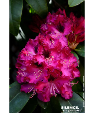 Rhododendron hybride Souvenir du Congo 80cm de Plantes Silence ça pousse dans Plantes à petits fruits (kiwi, myrtilles, grose...