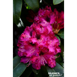 Rhododendron hybride Souvenir du Congo 80cm de Plantes Silence ça pousse dans Plantes à petits fruits (kiwi, myrtilles, grose...