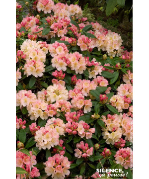 Rhododendron de Yakushima Percy Wiseman 80cm de Plantes Silence ça pousse dans Plantes à petits fruits (kiwi, myrtilles, gros...
