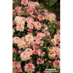 Rhododendron de Yakushima Percy Wiseman 80cm de Plantes Silence ça pousse dans Plantes à petits fruits (kiwi, myrtilles, gros...