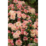 Rhododendron de Yakushima Percy Wiseman 80cm de Plantes Silence ça pousse dans Plantes à petits fruits (kiwi, myrtilles, gros...