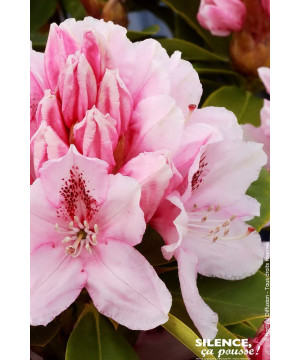 Rhododendron hybride Albert Schweitzer 100cm de Plantes Silence ça pousse dans Plantes à petits fruits (kiwi, myrtilles, gros...
