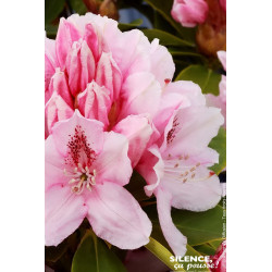Rhododendron hybride Albert Schweitzer 100cm de Plantes Silence ça pousse dans Plantes à petits fruits (kiwi, myrtilles, gros...