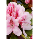 Rhododendron hybride Albert Schweitzer 100cm de Plantes Silence ça pousse dans Plantes à petits fruits (kiwi, myrtilles, gros...