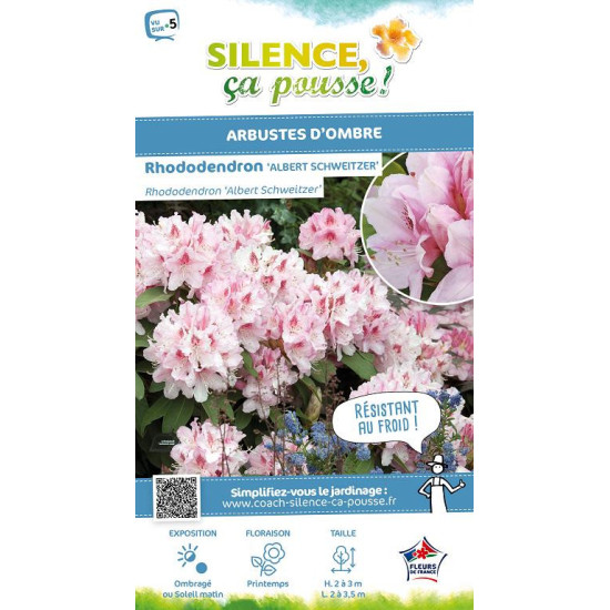 Rhododendron hybride Albert Schweitzer 100cm de Plantes Silence ça pousse dans Plantes à petits fruits (kiwi, myrtilles, gros...
